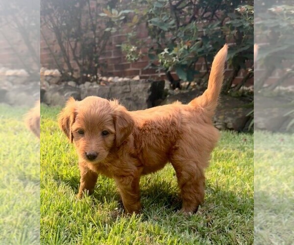 Medium Photo #20 Double Doodle Puppy For Sale in LAGRANGE, GA, USA