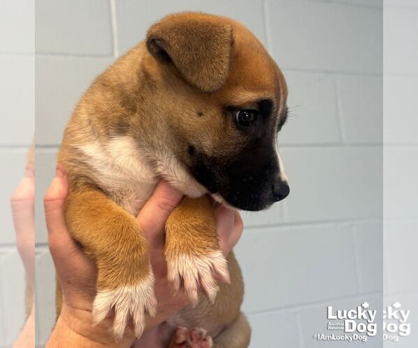 Medium Photo #2 Mutt Puppy For Sale in Washington, DC, USA