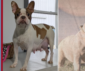 Mother of the Faux Frenchbo Bulldog puppies born on 12/24/2024