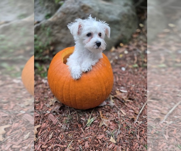 Medium Photo #1 Chonzer-Pomeranian Mix Puppy For Sale in HOOKSETT, NH, USA