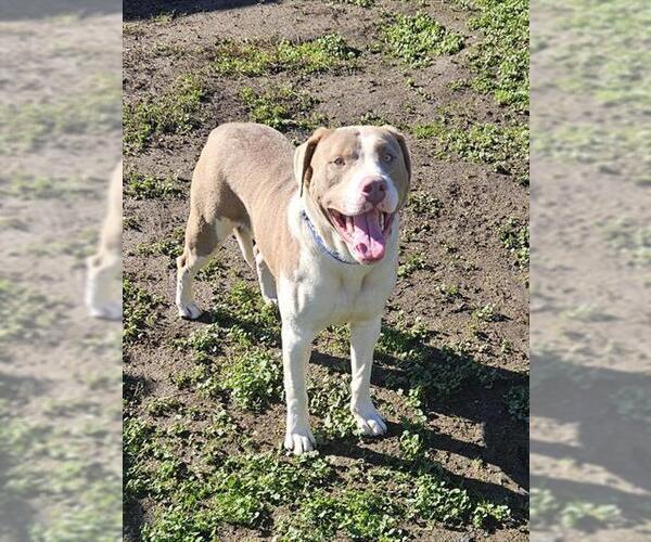 Medium Photo #1 Mutt Puppy For Sale in Sacramento, CA, USA