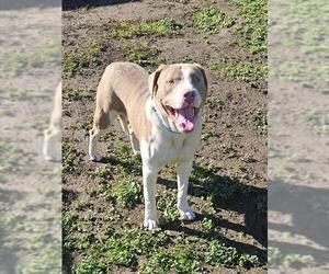 Mutt Dogs for adoption in Sacramento, CA, USA