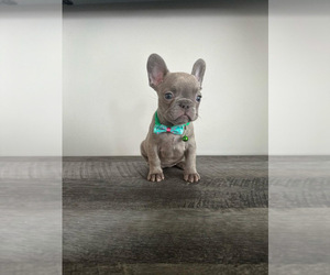 French Bulldog Puppy for sale in CHICAGO, IL, USA