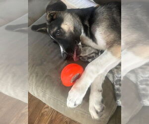 Colby (TX) - Male Siberian Husky-Unknown Mix Dog for Adoption - Photo #3