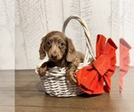 Small #3 Dachshund