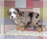 Small #11 Miniature Australian Shepherd