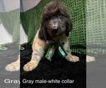 Small Photo #33 Newfoundland Puppy For Sale in AURORA, IN, USA