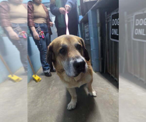 Medium Photo #3 Mutt Puppy For Sale in Evansville, IN, USA