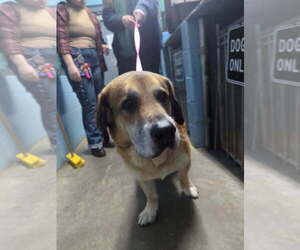 Felix - Male Mutt Dog for Adoption - Photo #3