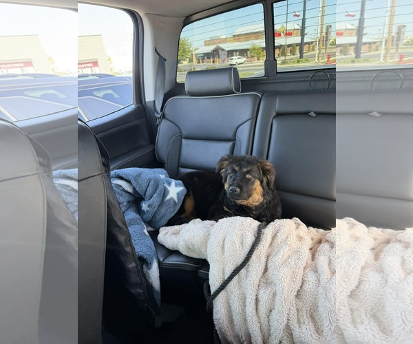 Medium Photo #3 German Shepherd Dog-Unknown Mix Puppy For Sale in MIDWAY, UT, USA