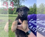 Small Photo #5 German Shepherd Dog Puppy For Sale in CONNERSVILLE, IN, USA