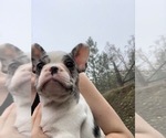 Small Photo #1 French Bulldog Puppy For Sale in OAKLAND, OR, USA