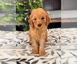 Goldendoodle (Miniature) Puppy for sale in INDIANAPOLIS, IN, USA