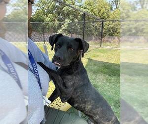 Labrador Retriever-Unknown Mix Dogs for adoption in Temple, TX, USA