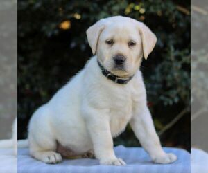 Labrador Retriever Puppy for sale in DENVER, PA, USA