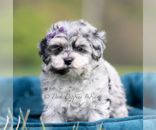 Medium Photo #5 Maltipoo (Miniature) Puppy For Sale in WARSAW, IN, USA