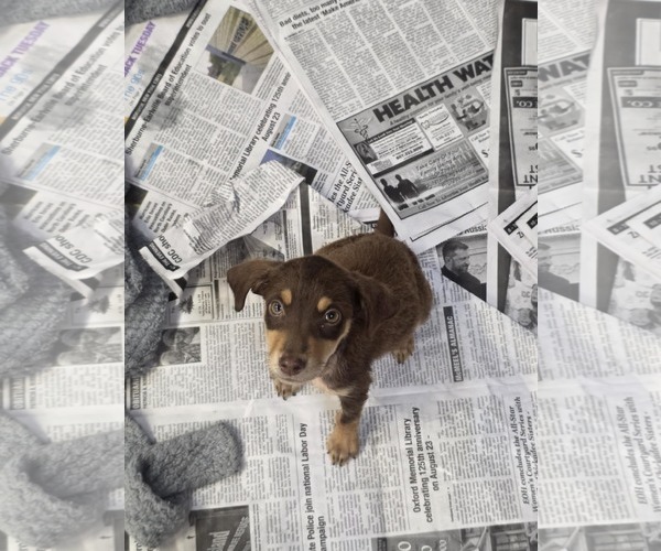 Medium Photo #2 Dachshund-Unknown Mix Puppy For Sale in SHERBURNE, NY, USA