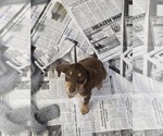 Small #1 Dachshund Mix