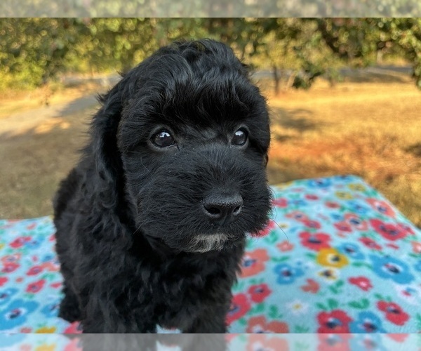 Medium Photo #2 Aussiedoodle Miniature  Puppy For Sale in OKLAHOMA CITY, OK, USA