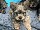 Small Photo #1 Yorkshire Terrier Puppy For Sale in CARLSBAD, CA, USA