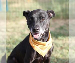 American Staffordshire Terrier-Unknown Mix Dogs for adoption in San Antonio, TX, USA