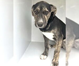 German Shepherd Dog-Unknown Mix Dogs for adoption in Houston, TX, USA