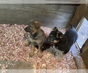 German Shepherd Dog Puppy for Sale in ROACHDALE, Indiana USA