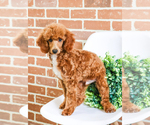 Small Photo #6 Poodle (Toy) Puppy For Sale in SYRACUSE, IN, USA