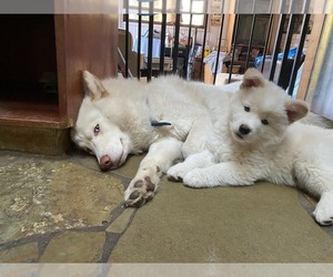 Mother of the Samoyed-Siberian Husky Mix puppies born on 12/05/2021