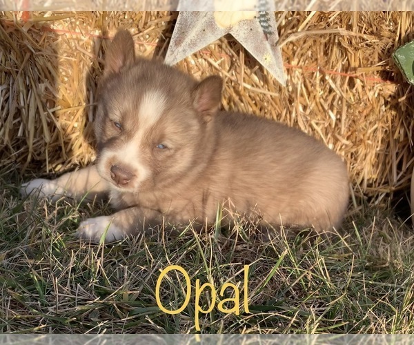 Medium Photo #19 Siberian Husky Puppy For Sale in DEARBORN, MO, USA