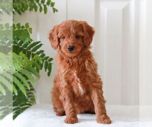Goldendoodle (Miniature) Puppy for sale in LANCASTER, PA, USA