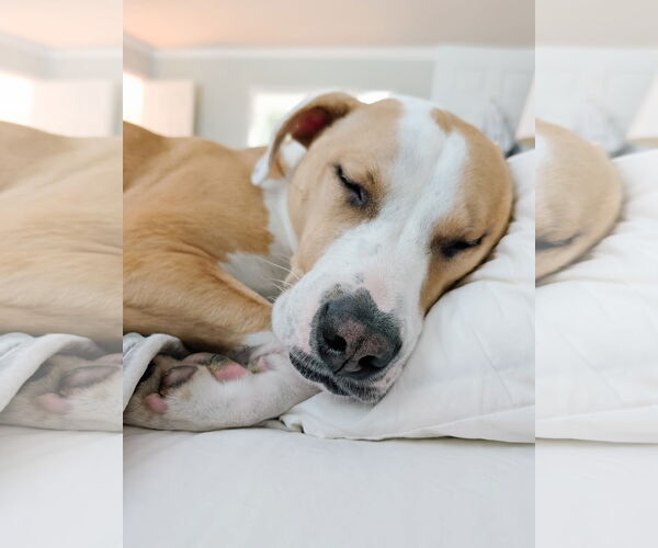 Medium Photo #2 Bulldog-Labrador Retriever Mix Puppy For Sale in Tarrytown, GA, USA