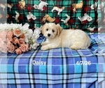 Small #1 Cavachon