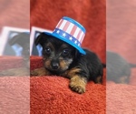 Puppy 6 Yorkshire Terrier