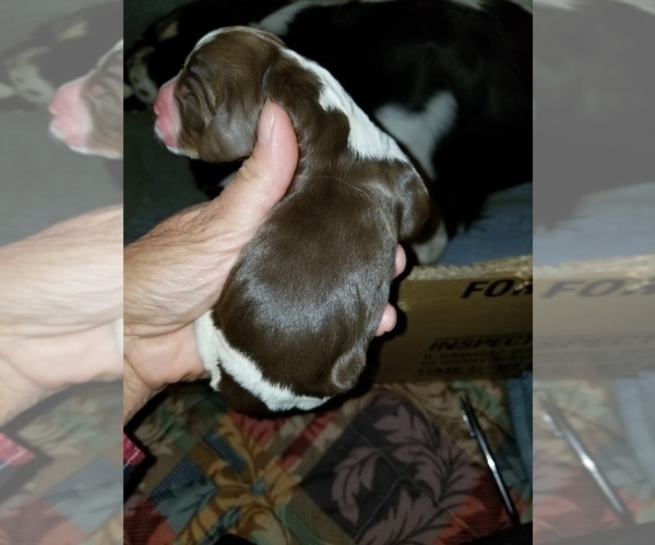 Medium Photo #2 English Springer Spaniel Puppy For Sale in MAPLE PLAIN, MN, USA