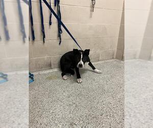 American Pit Bull Terrier-Unknown Mix Dogs for adoption in Conroe, TX, USA