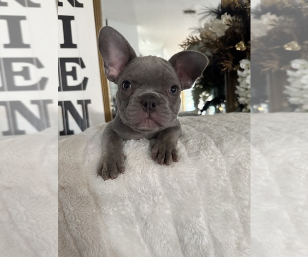 Medium Photo #14 French Bulldog Puppy For Sale in SPRING HILL, FL, USA