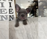 Small #13 French Bulldog