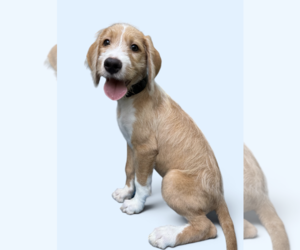 German Shorthaired Pointer-Unknown Mix Dogs for adoption in Rockville, MD, USA
