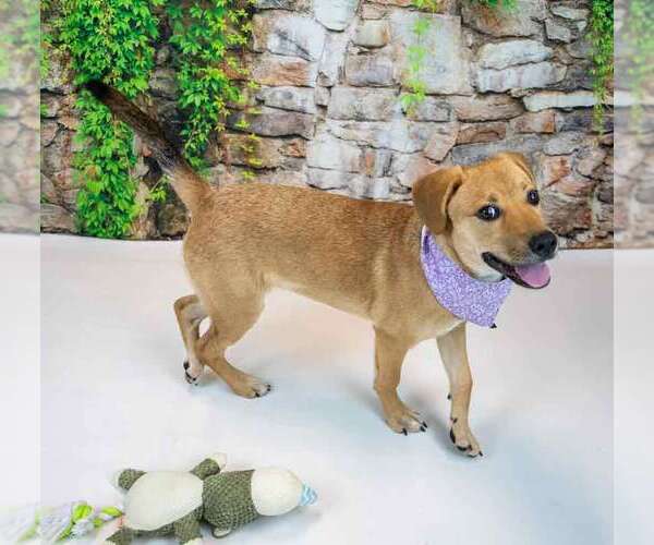 Medium Photo #10 Mutt Puppy For Sale in Kennesaw, GA, USA