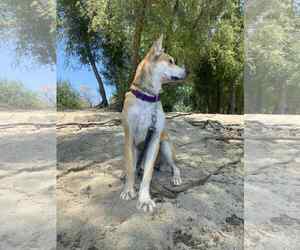 American Pit Bull Terrier-Huskies Mix Dogs for adoption in Yuba City, CA, USA