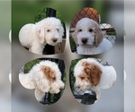 Small Photo #10 Poodle (Standard) Puppy For Sale in MOORES HILL, IN, USA