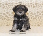 Small Photo #2 Schnauzer (Miniature) Puppy For Sale in DENVER, PA, USA