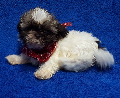 Medium Photo #9 Shih Tzu Puppy For Sale in BUFFALO, MO, USA