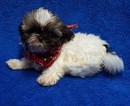Small Photo #9 Shih Tzu Puppy For Sale in BUFFALO, MO, USA