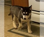 Small Photo #2 Siberian Husky Puppy For Sale in BURLINGTON, WI, USA