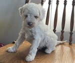 Puppy Charlie Cavapoo