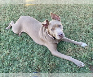 Mutt Dogs for adoption in OKLAHOMA CITY, OK, USA
