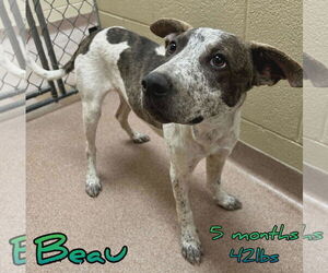 Mutt Dogs for adoption in Woodbury, NY, USA