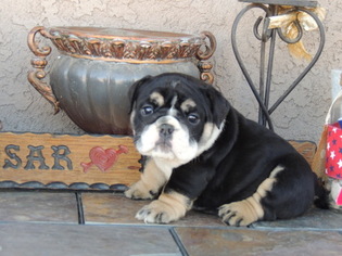 English Bulldog Puppy for sale in APPLE VALLEY, CA, USA